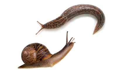 snail & slug image